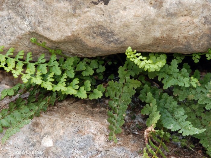 Sierra de Tramuntana, PM